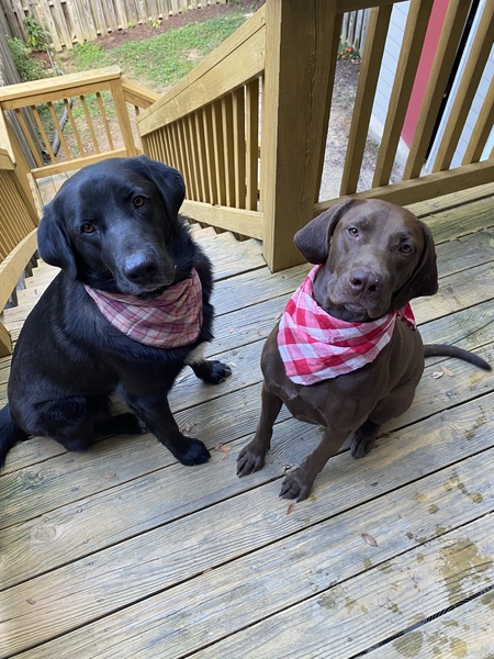 Bruce and Red 