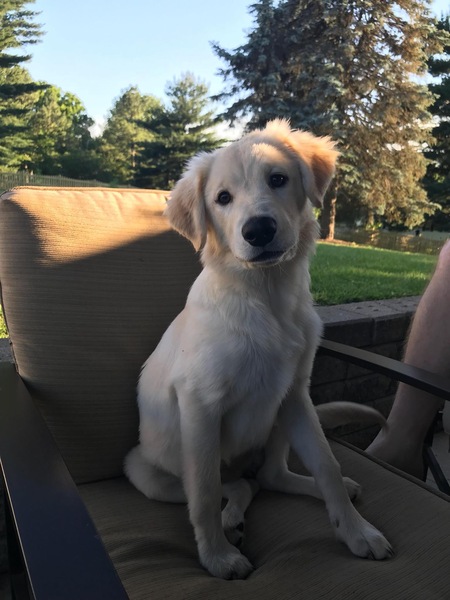 Harper 