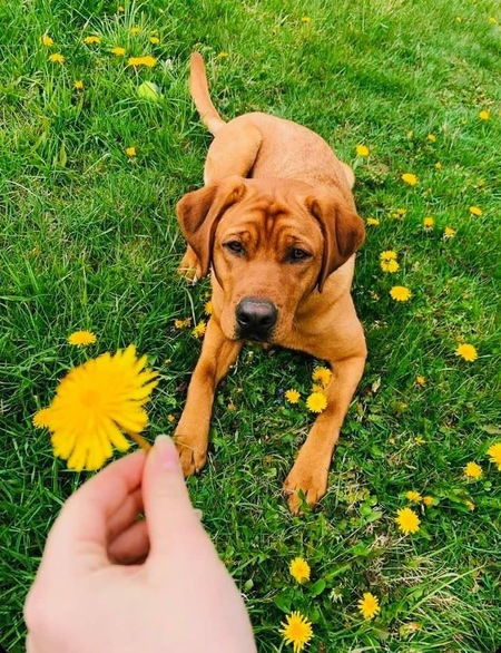 Ruby