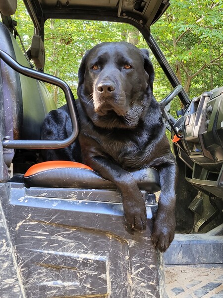 Moose