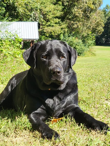 Moose