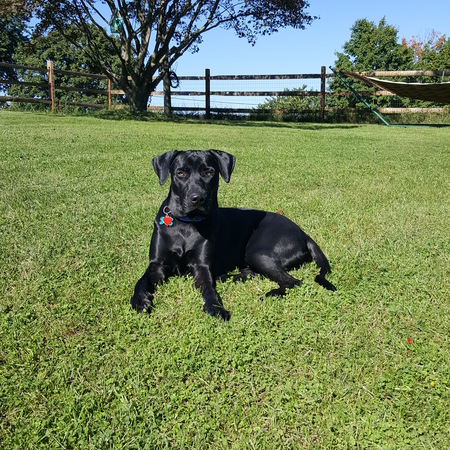 Remy