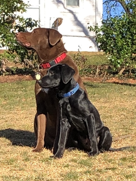 Jack and Diggs 