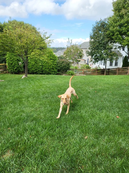 Strider