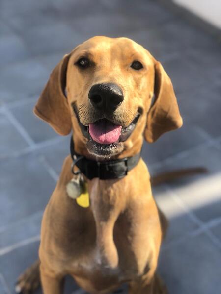 Loki