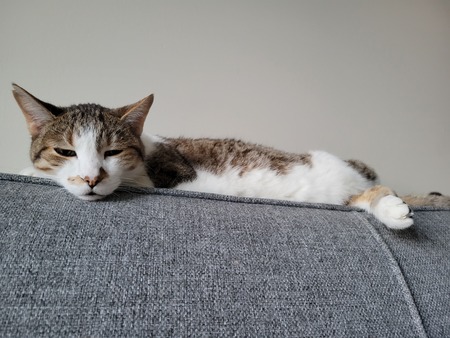 Zorro