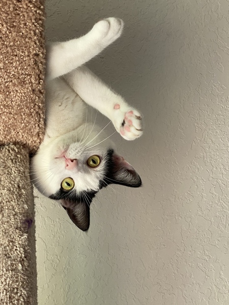 Neko