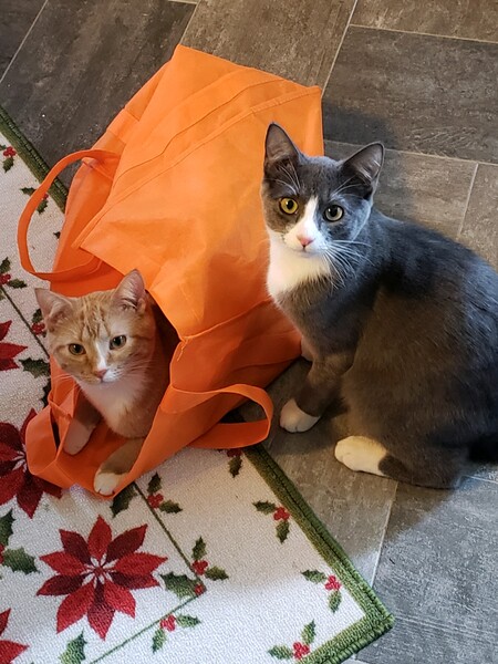 Buddy and Ruffie 
