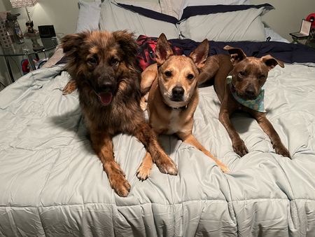 Scout, Junior, Nora