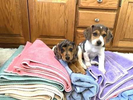 Buttons & Peanut