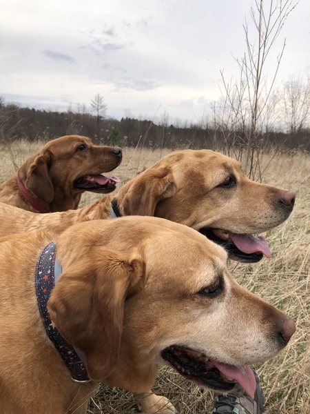 Nova, Sophie and Honey