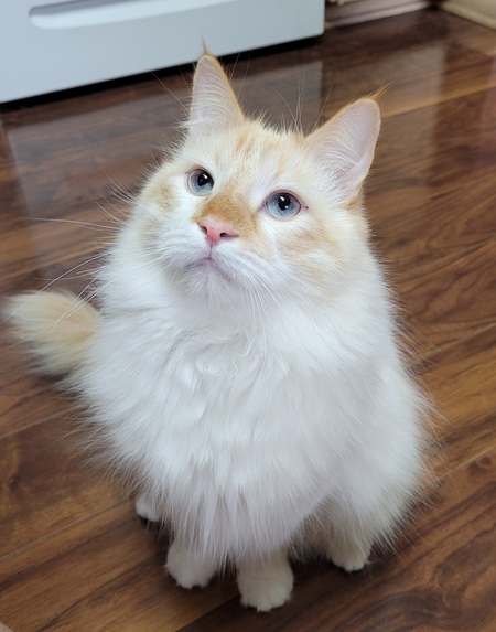 Mango