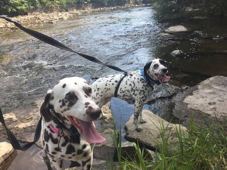 Ginger & Lucy
