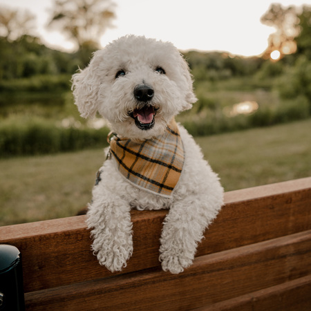 Henry