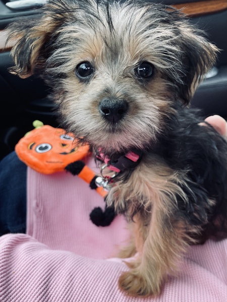 Dottie