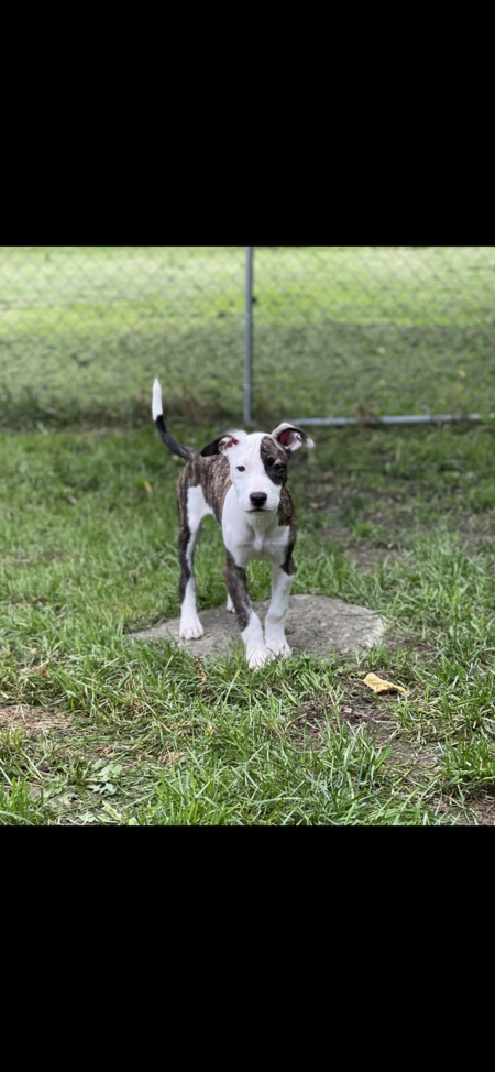 Daisy