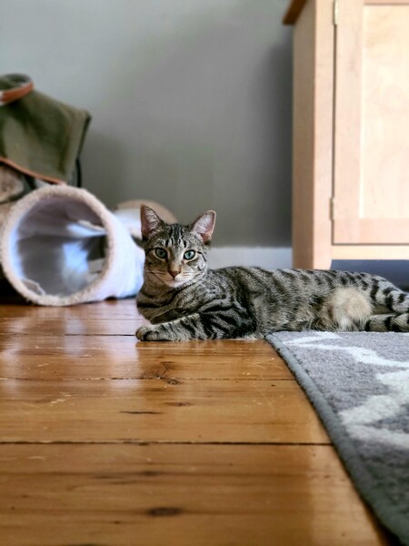 Bodhi
