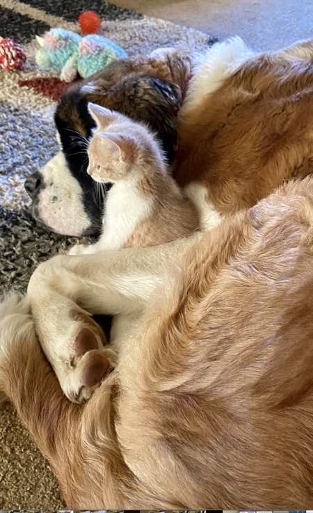 Lincoln & Beans