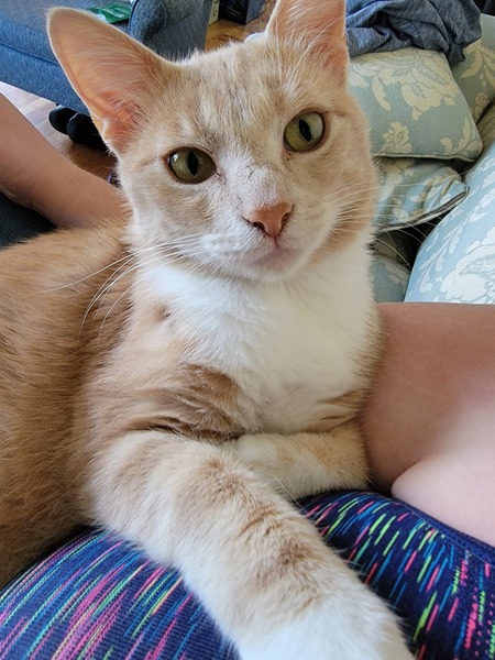 Leopold