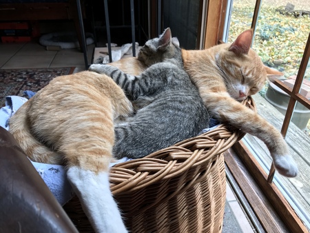 Rory and Foster Kitten