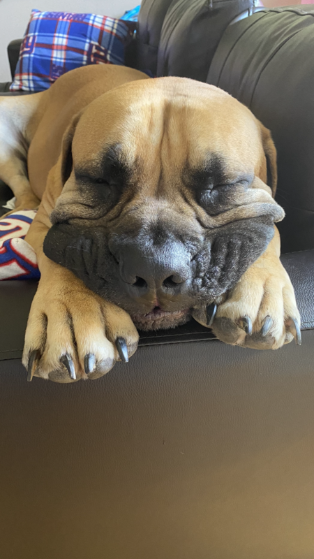 Barkley 