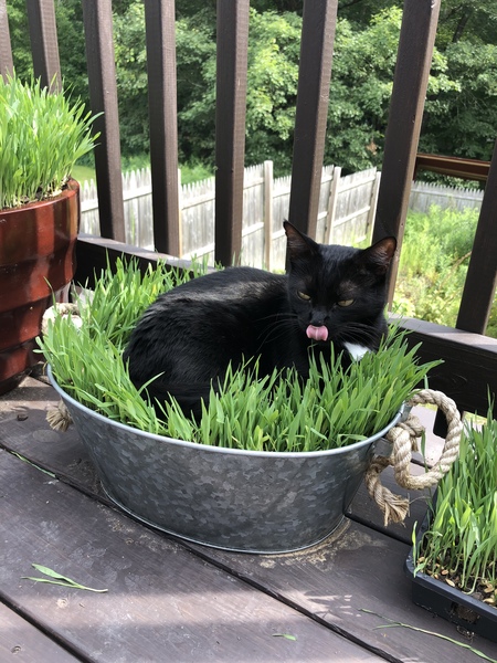 Estelle Kitty