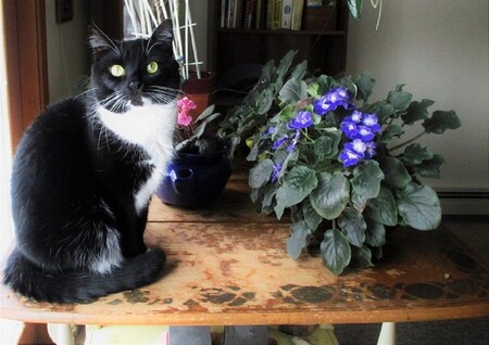 Millie