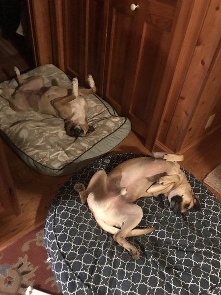 Russo and Ziggy