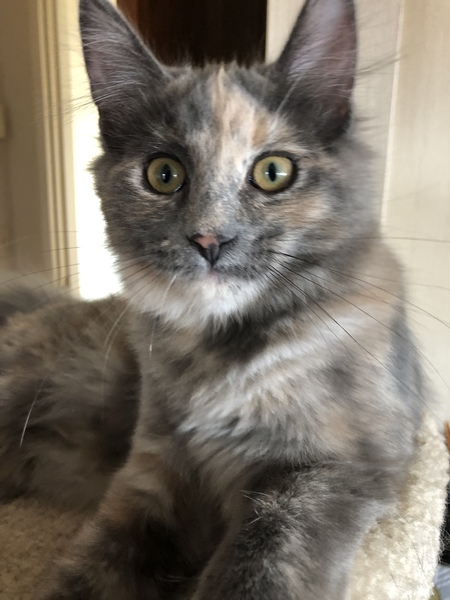 Penny