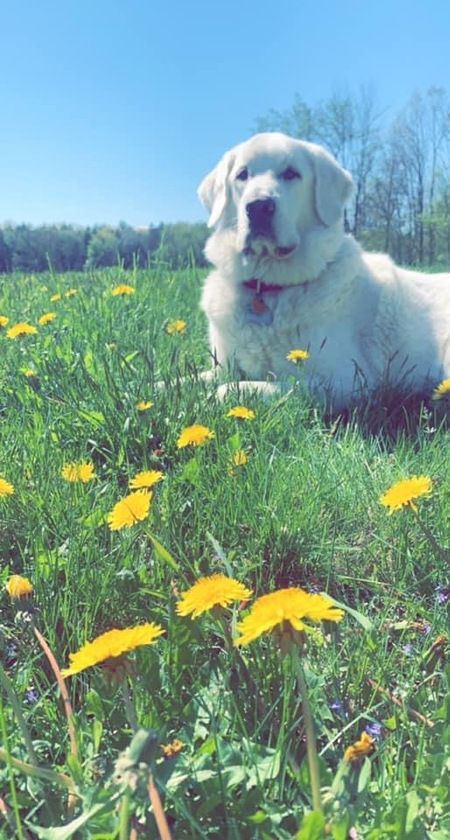 Apollo