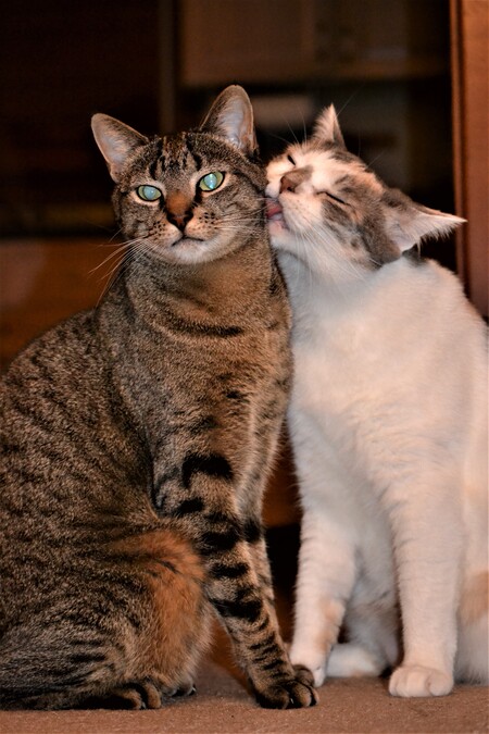 JoJo & Higgins