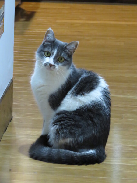 Josette