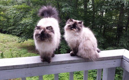 Bailey and Cocoa