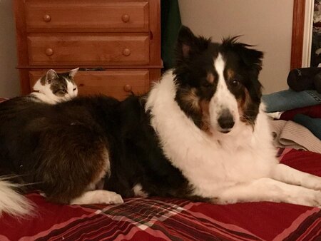 Bandit and Zinger