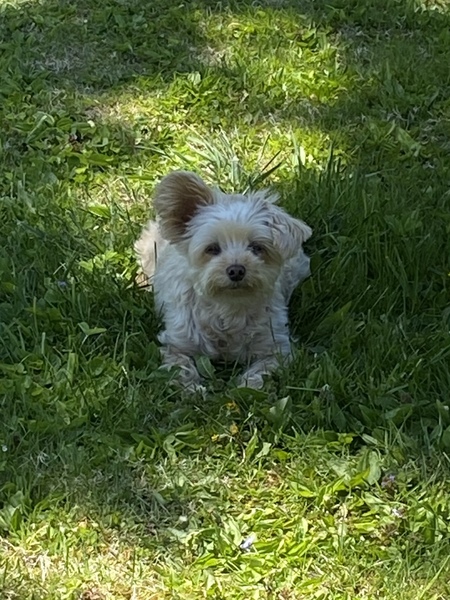 Molly