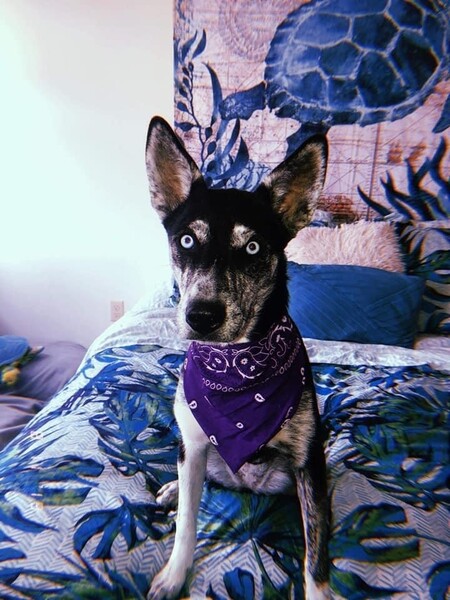 Kahli