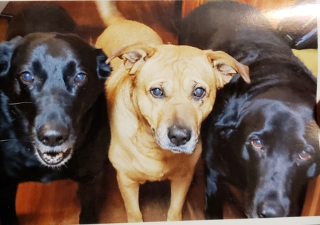 Rosie, Rex and Mokie