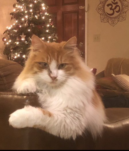 Dexter
