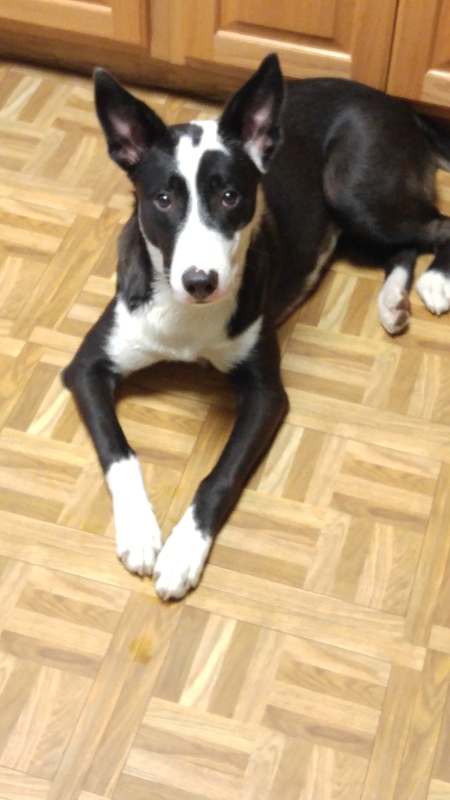 Bailey