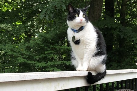 Indie
