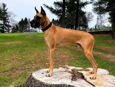 Capone