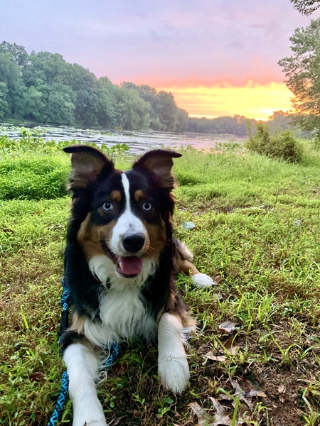 Enzo