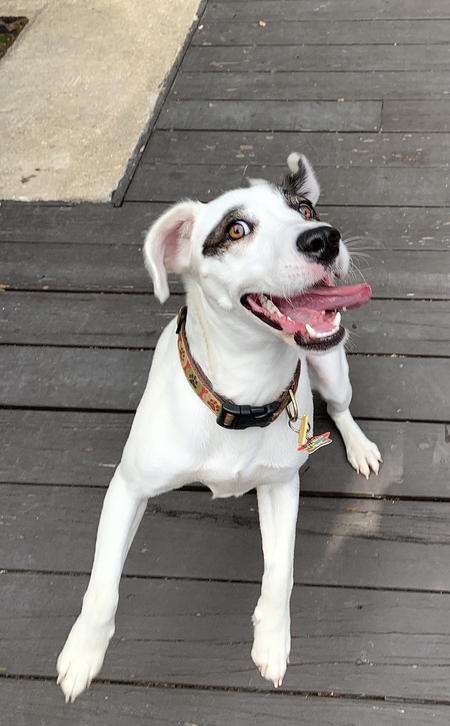 Odie
