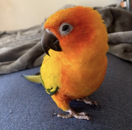 Phoenix