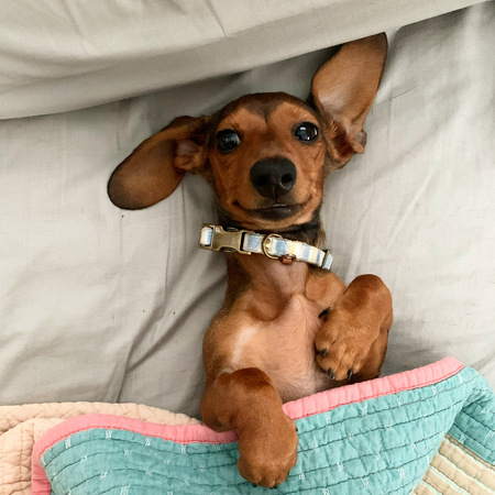 Phoebe Wigglesworth