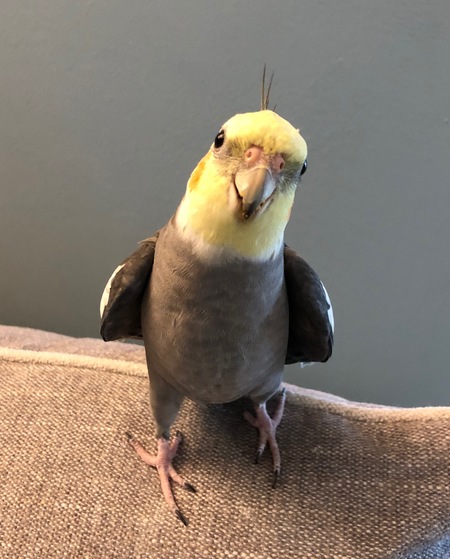 Lil grey