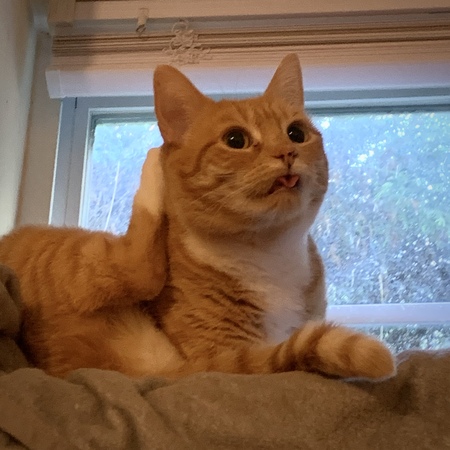 Ari