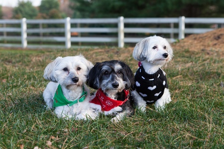 Sammy, Brady & Lucy