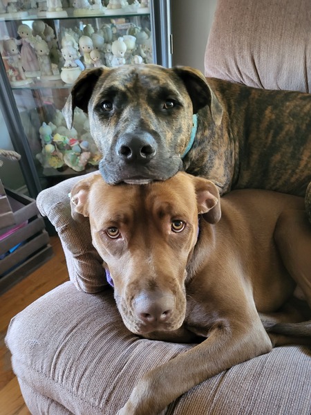 Odie & Harlie 