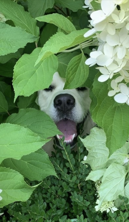 Augustus 